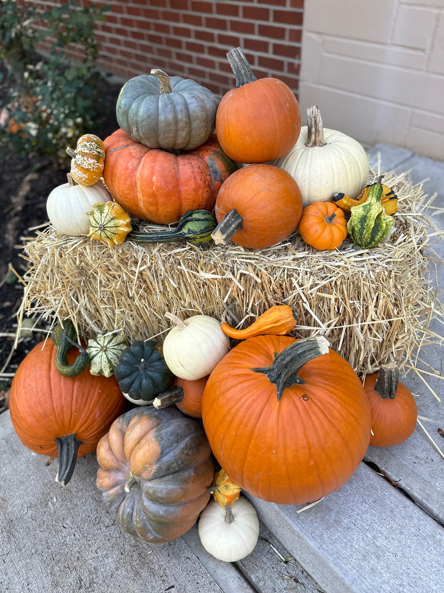 Autumn Luxe Package #2