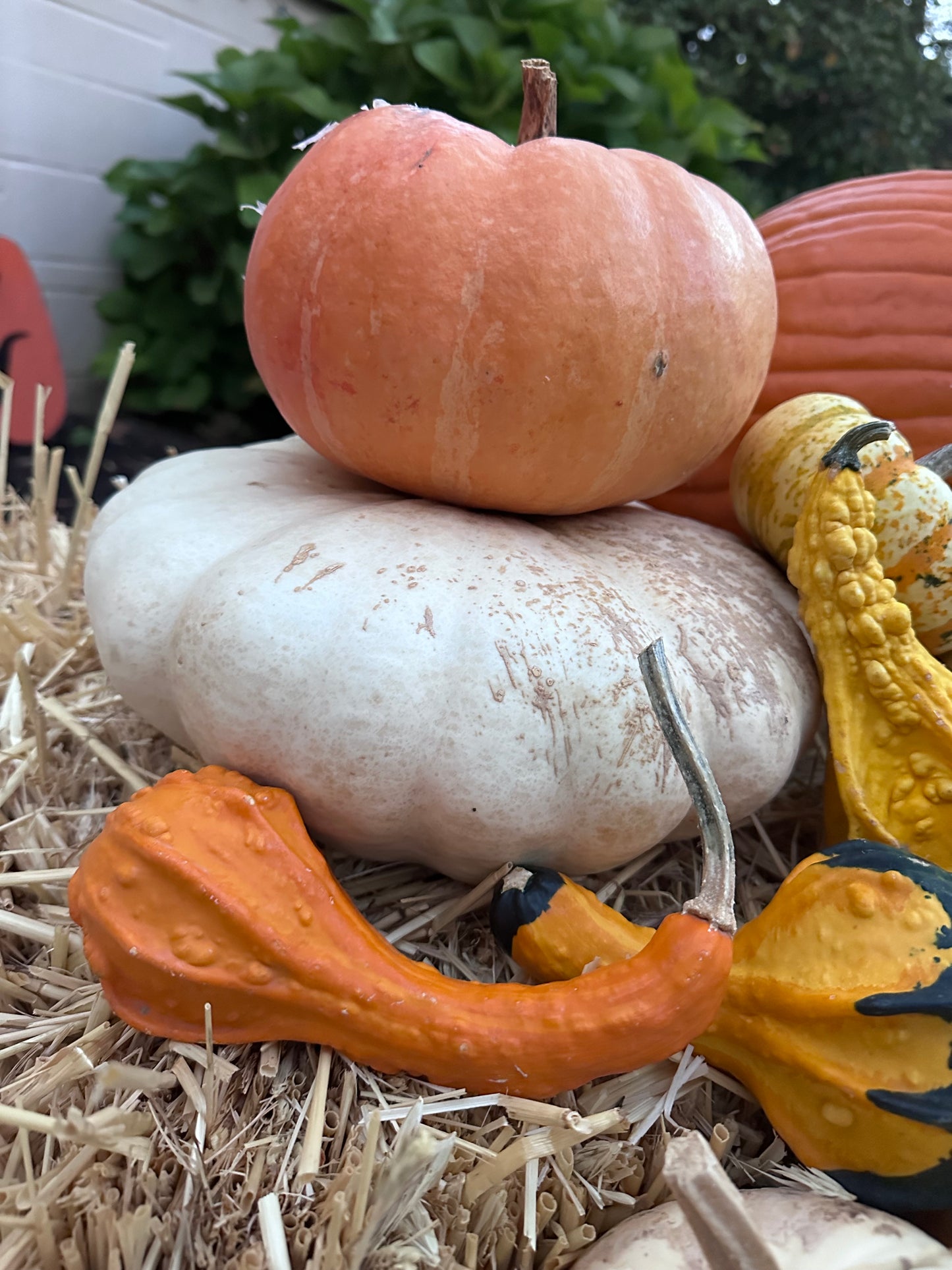 Autumn Luxe Package #2