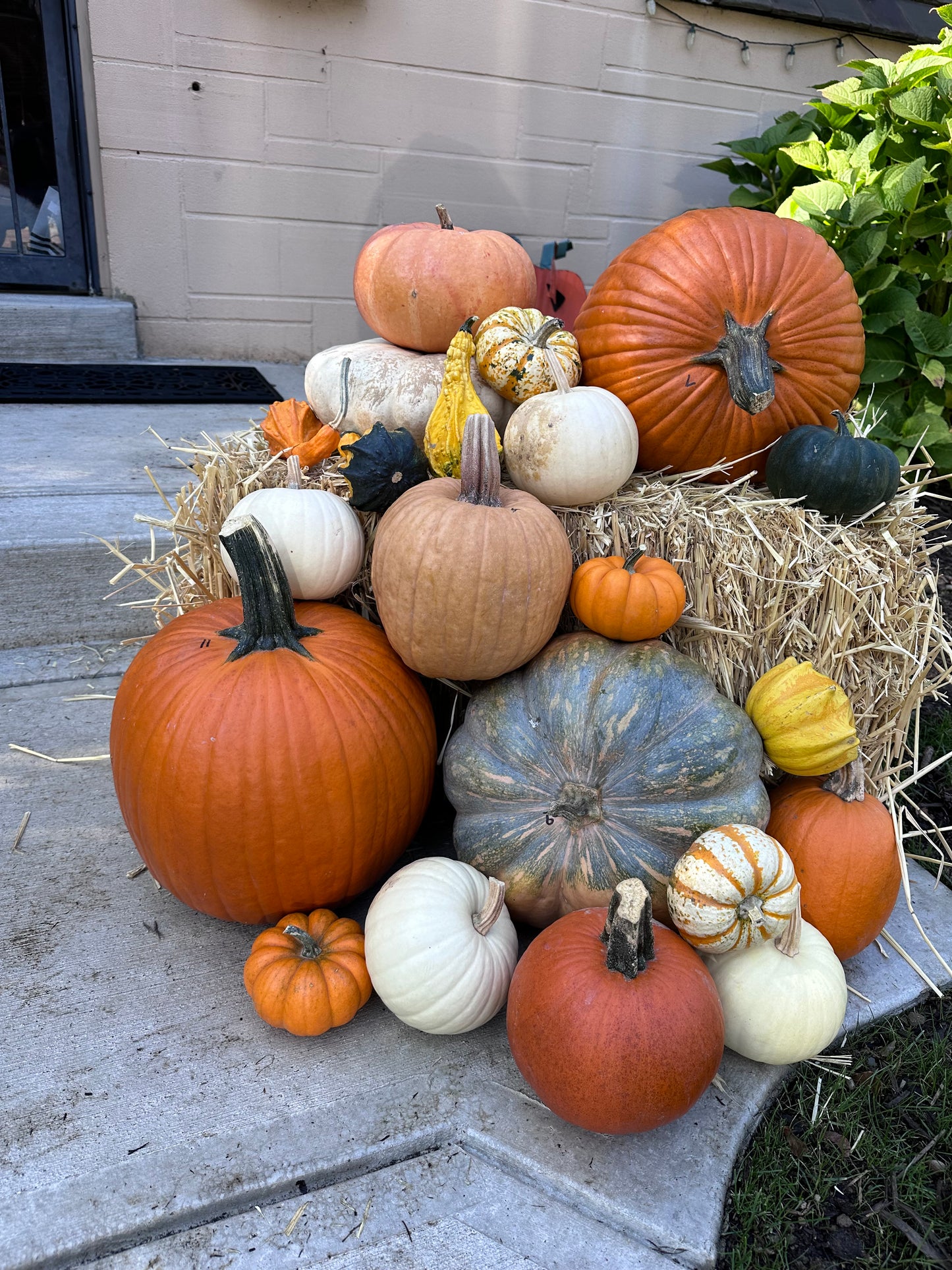 Fall Fest Package #3