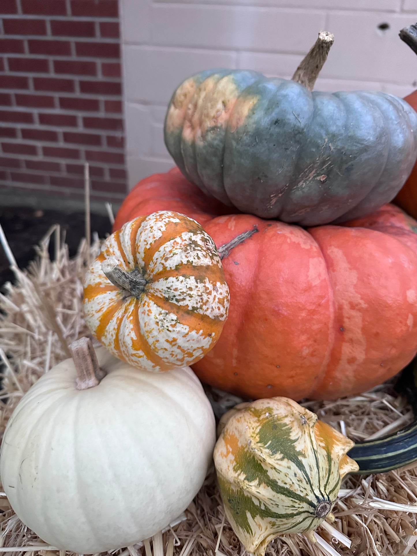 Fall Fest Package #3