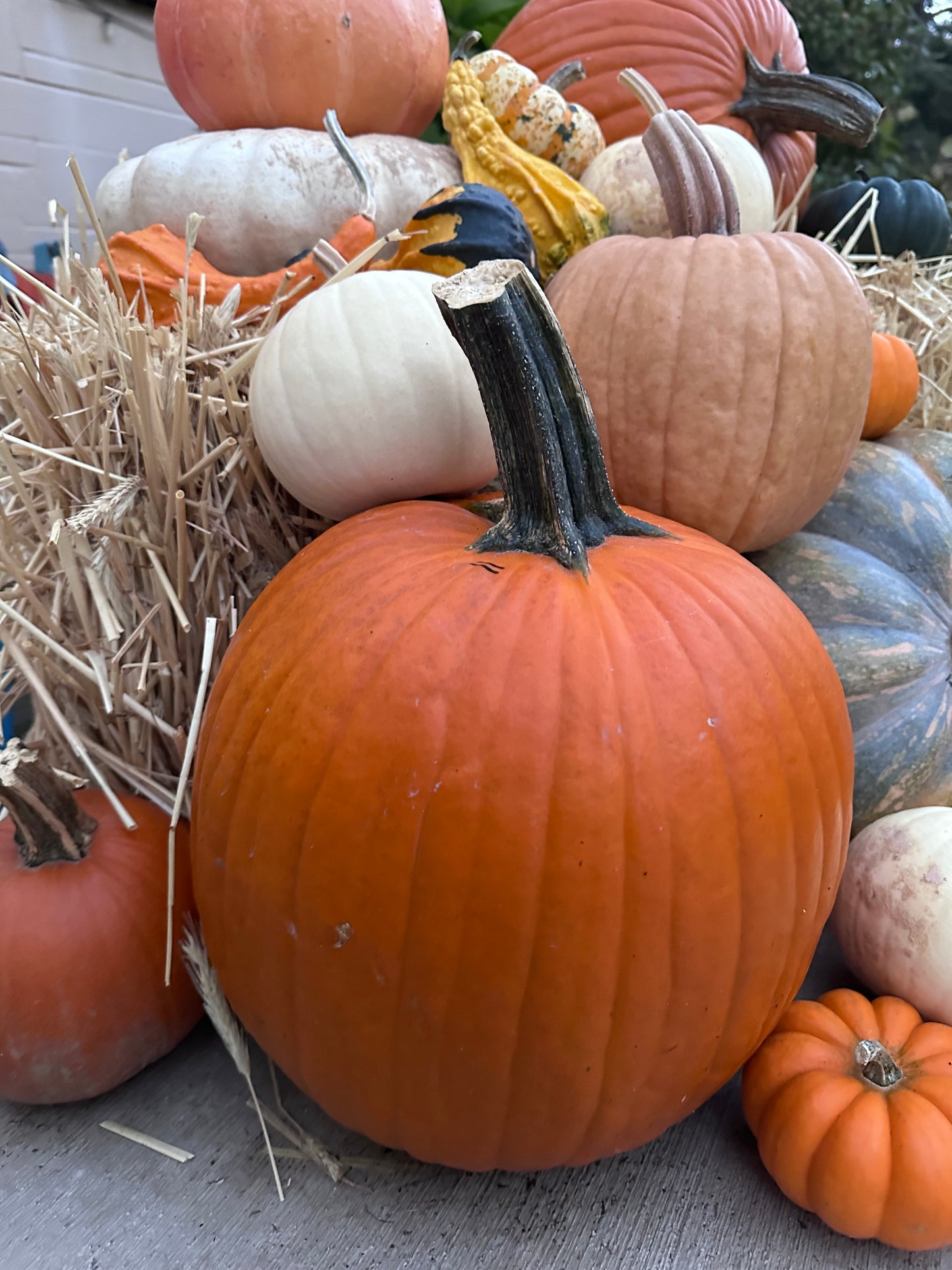 A Touch of Fall Package #4