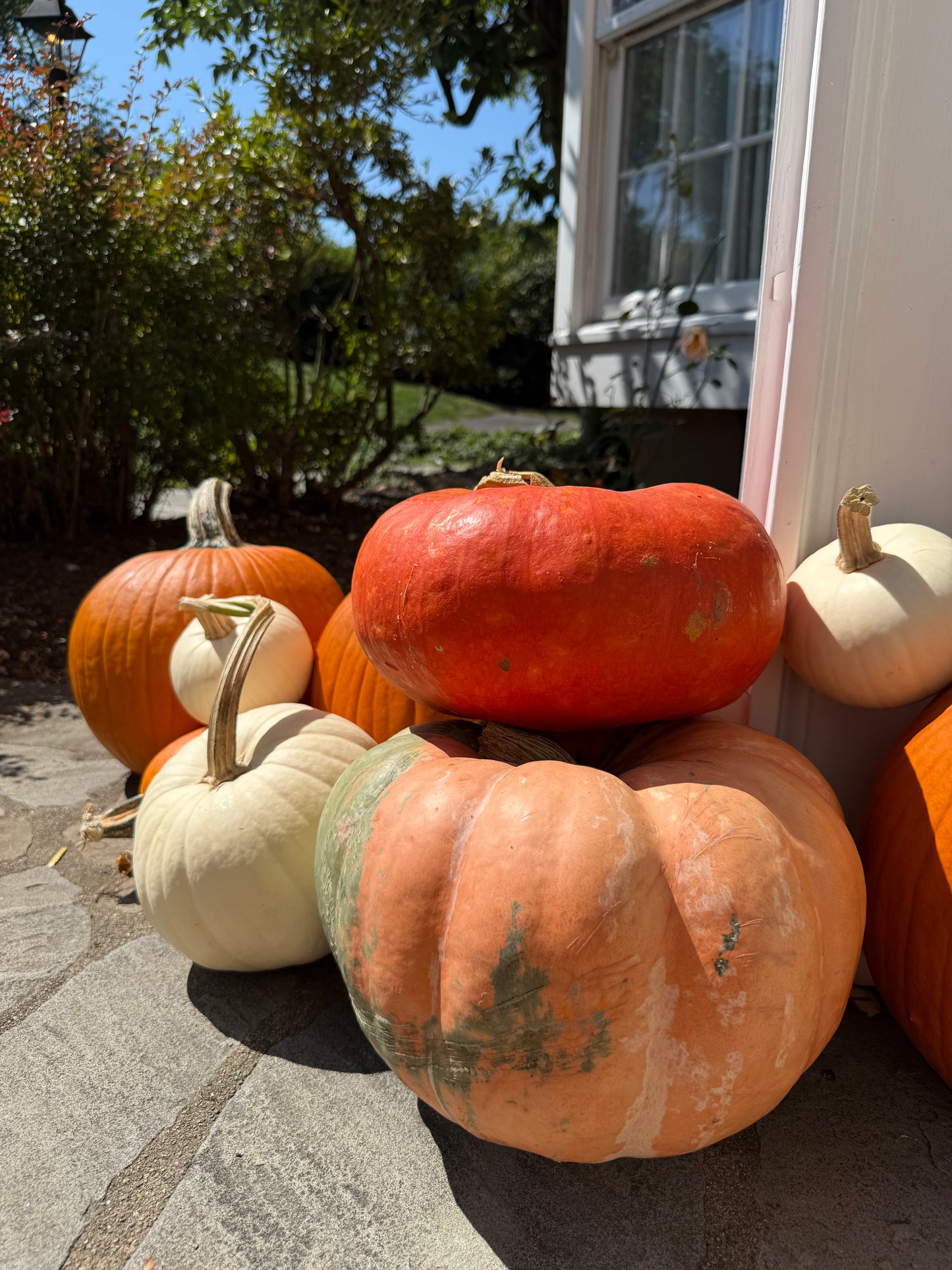 Package 1: Fall Classic